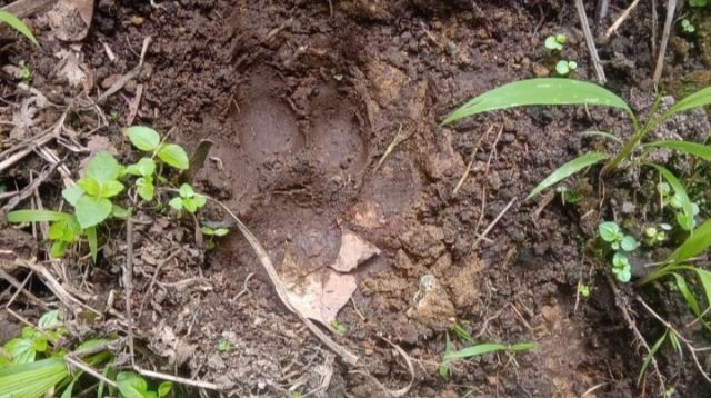 Warga memotret jejak harimau yang masuk di wilayah Kecamatan Pancur Batu dan Sibolangit, Kabupaten Deli Serdang. (Foto: Dokumentasi BBKSDA)