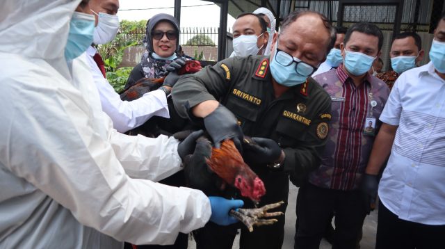 Hewan Pembawa Penyakit Dimusnahkan. Foto: Dok Barantin Sumut.